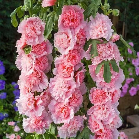 Hollyhock Seeds – Vibrant Multicolour, Easy-Grow Garden Flowers.