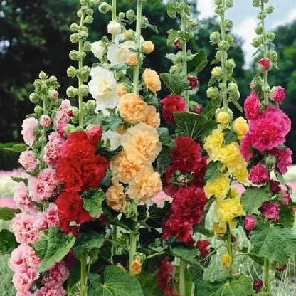 Hollyhock Seeds – Vibrant Multicolour, Easy-Grow Garden Flowers.