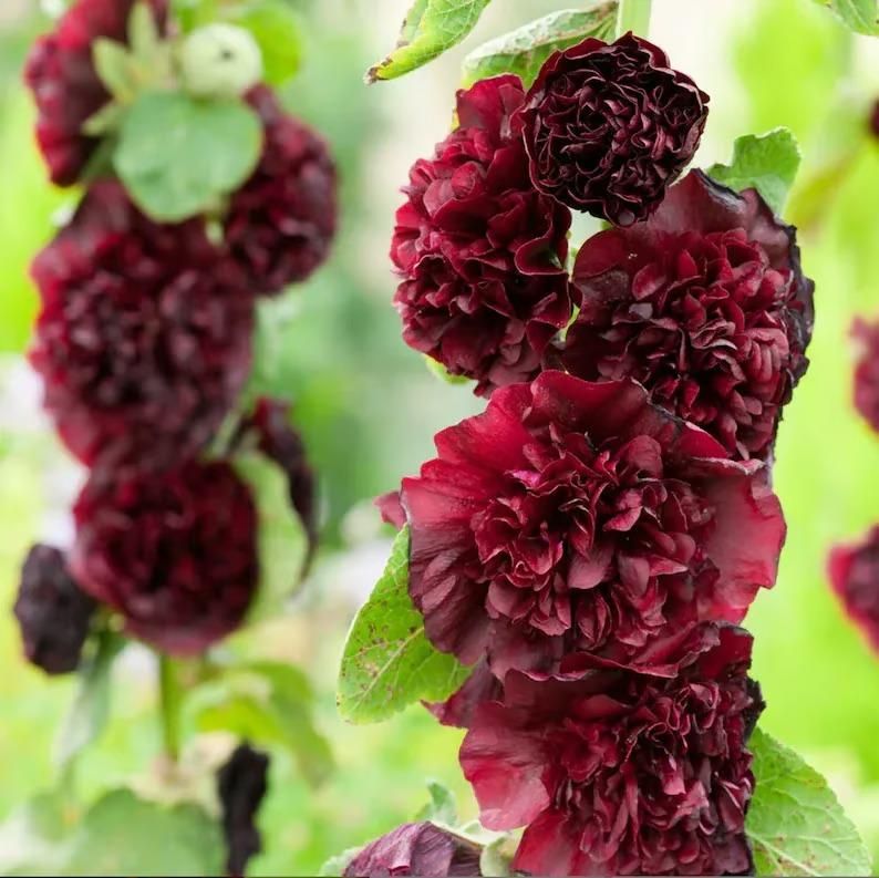 Hollyhock Seeds – Vibrant Multicolour, Easy-Grow Garden Flowers.