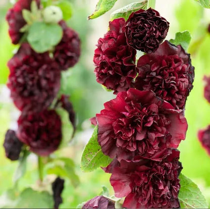 Hollyhock Seeds – Vibrant Multicolour, Easy-Grow Garden Flowers.
