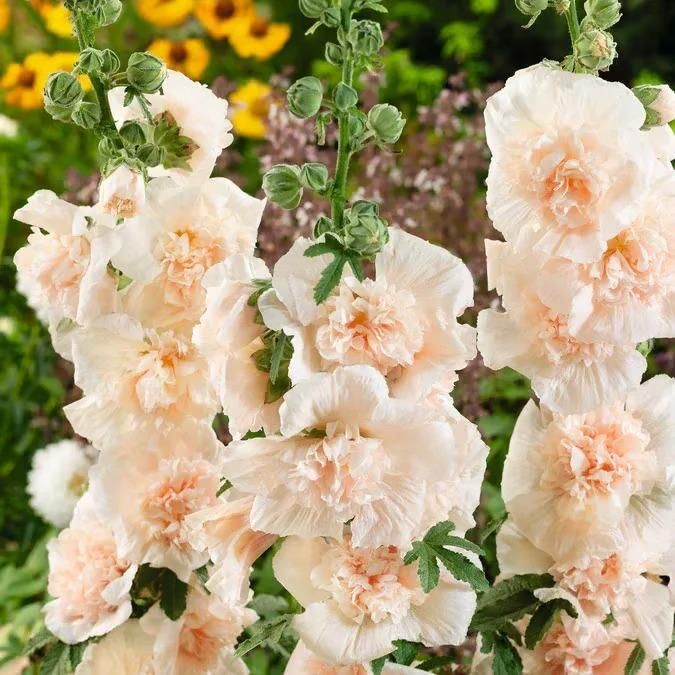 Hollyhock Seeds – Vibrant Multicolour, Easy-Grow Garden Flowers.