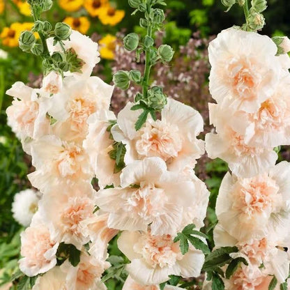 Hollyhock Seeds – Vibrant Multicolour, Easy-Grow Garden Flowers.