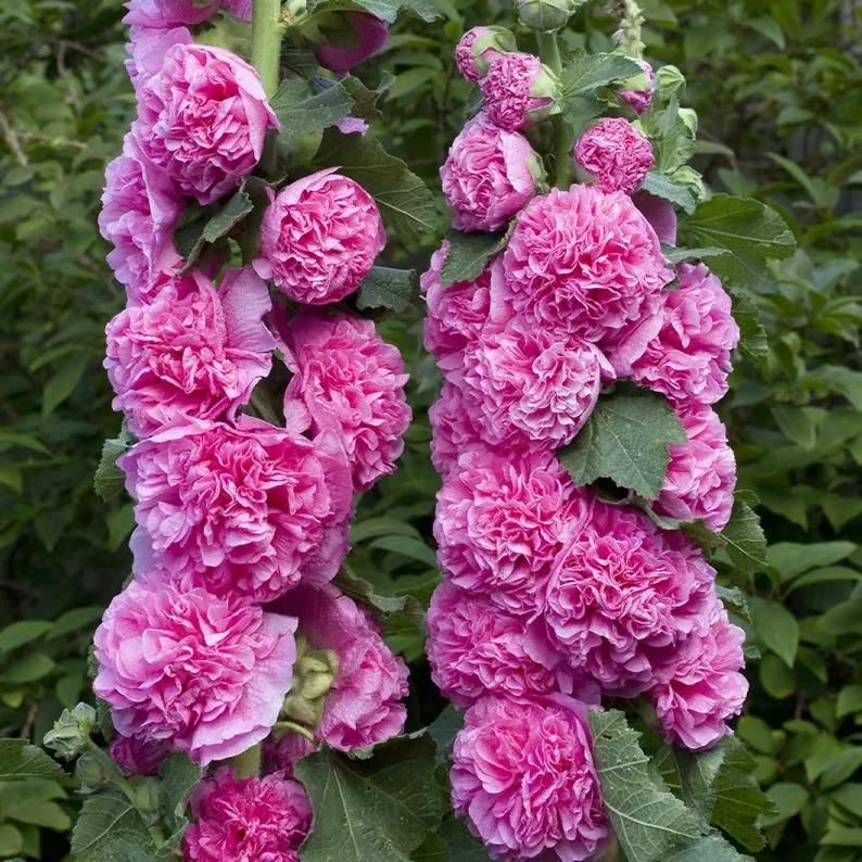 Hollyhock Seeds – Vibrant Multicolour, Easy-Grow Garden Flowers.