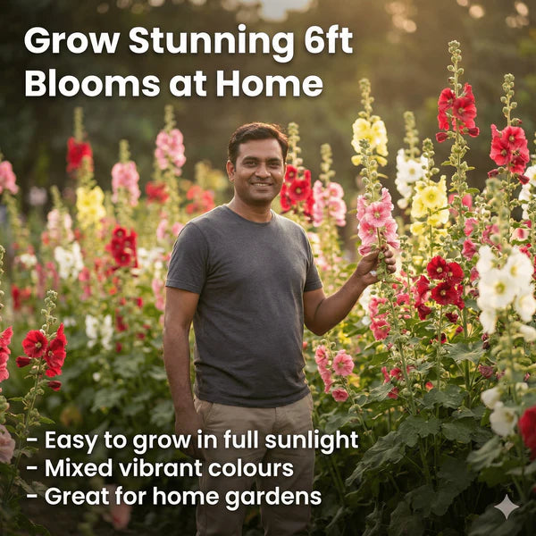 Hollyhock Seeds – Vibrant Multicolour, Easy-Grow Garden Flowers.