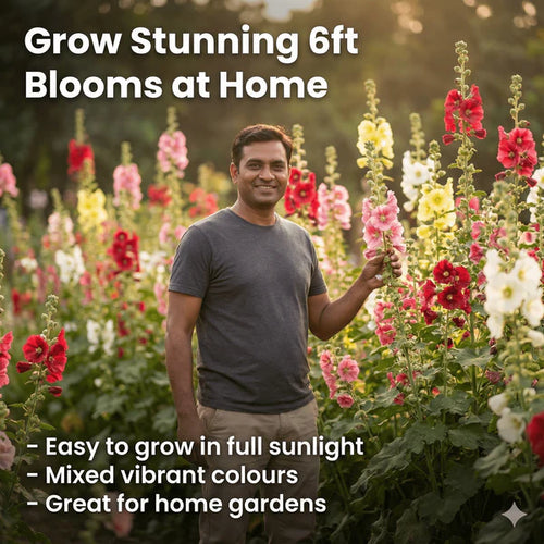 Hollyhock Seeds – Vibrant Multicolour, Easy-Grow Garden Flowers.